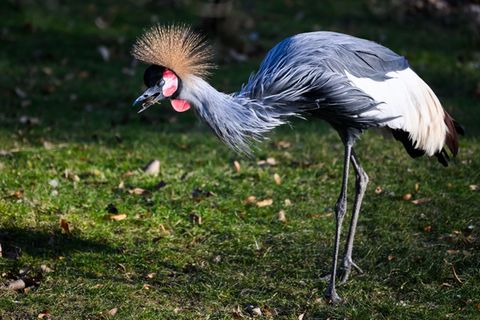 Eine Kronenkranich-Henne steht im Zoo Dresden im Gehege. Foto: Robert Michael/dpa