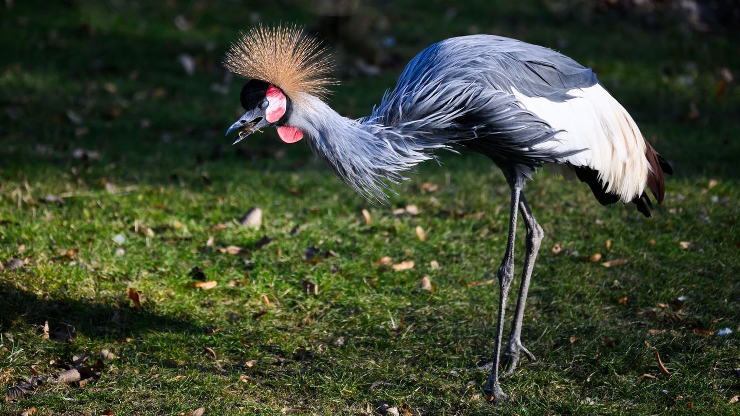 Eine Kronenkranich-Henne steht im Zoo Dresden im Gehege. Foto: Robert Michael/dpa