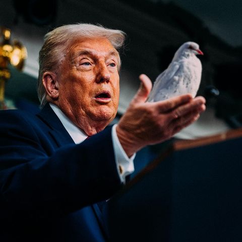 stern-Montage: Donald Trump mit Friedenstaube in der Hand