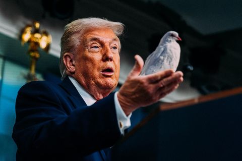 stern-Montage: Donald Trump mit Friedenstaube in der Hand