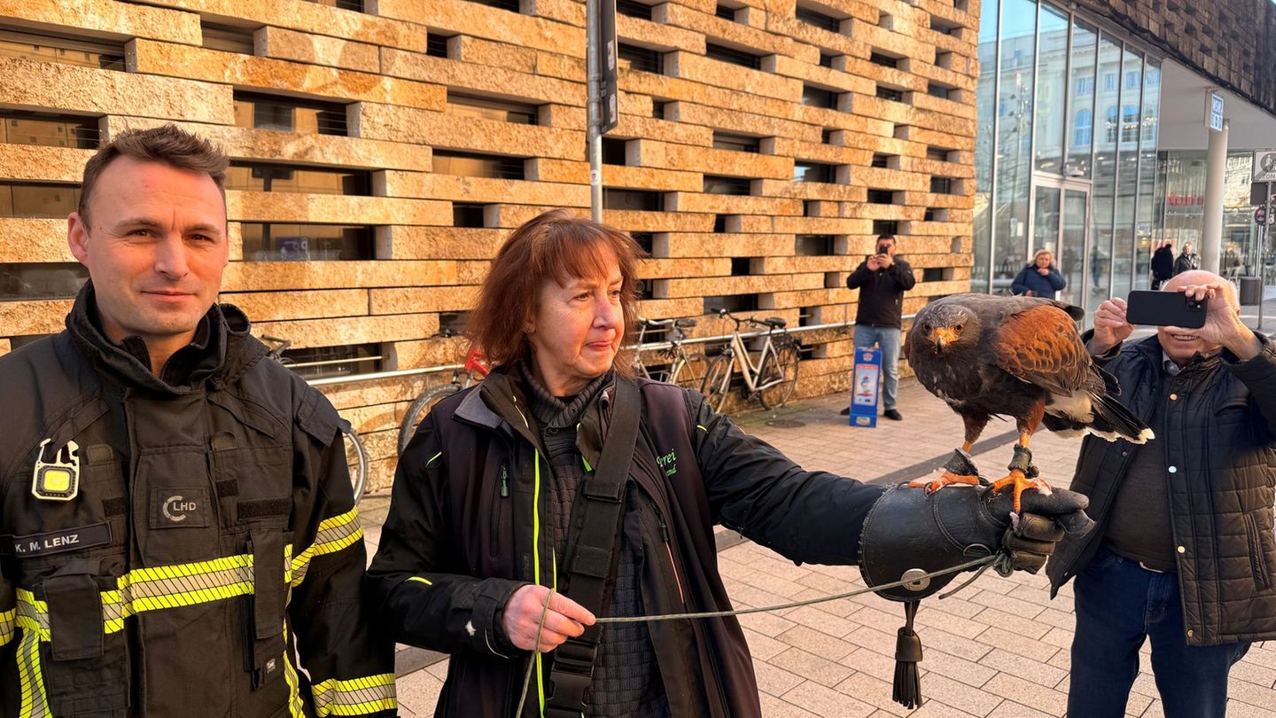 Ein Wüstenbussard musste in Wuppertal aus einer Lücke einer Steinmauer befreit werden. Foto: Feuerwehr Wuppertal/dpa