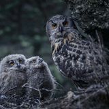 Wald Erwachsener Uhu mit zwei Jungen