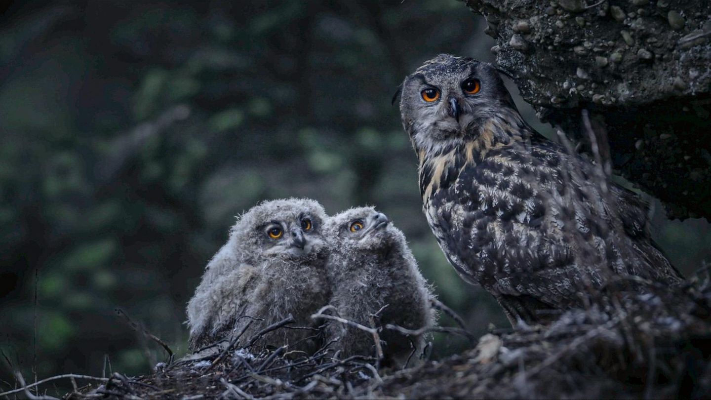 Wald Erwachsener Uhu mit zwei Jungen