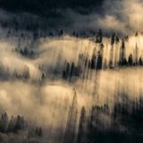 Flüstern Wald weiße Nebelschwaden über Nadelbäumen