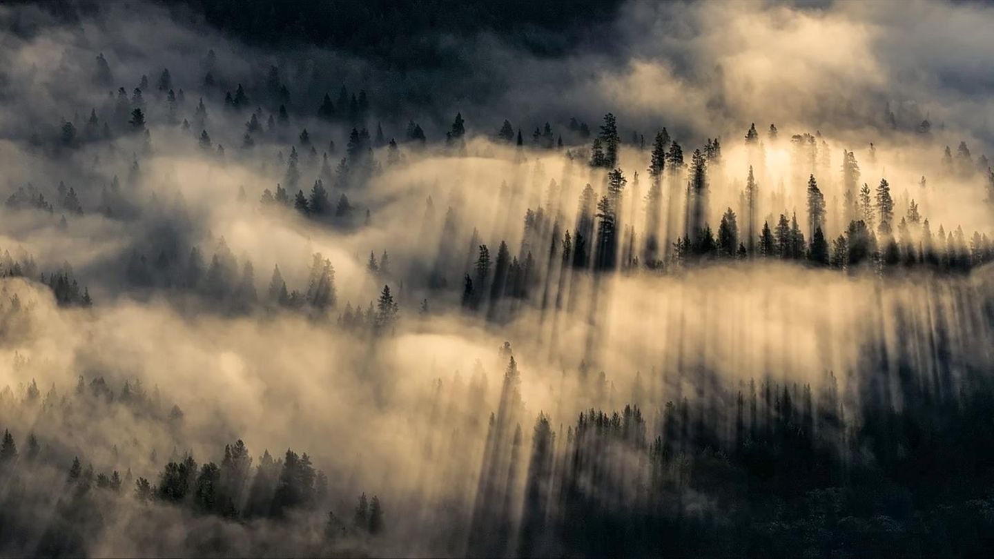 Flüstern Wald weiße Nebelschwaden über Nadelbäumen