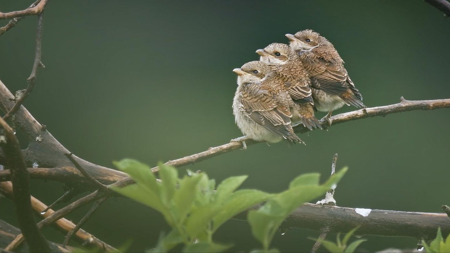 Wald drei kleine braune Vogelküken