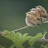 Wald drei kleine braune Vogelküken
