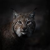 Wald Luchs im Porträt