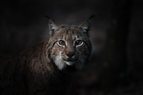 Wald Luchs im Porträt