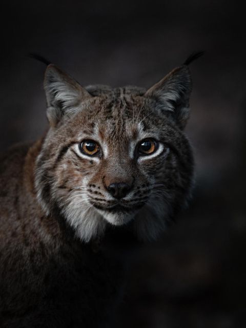 Wald Luchs im Porträt