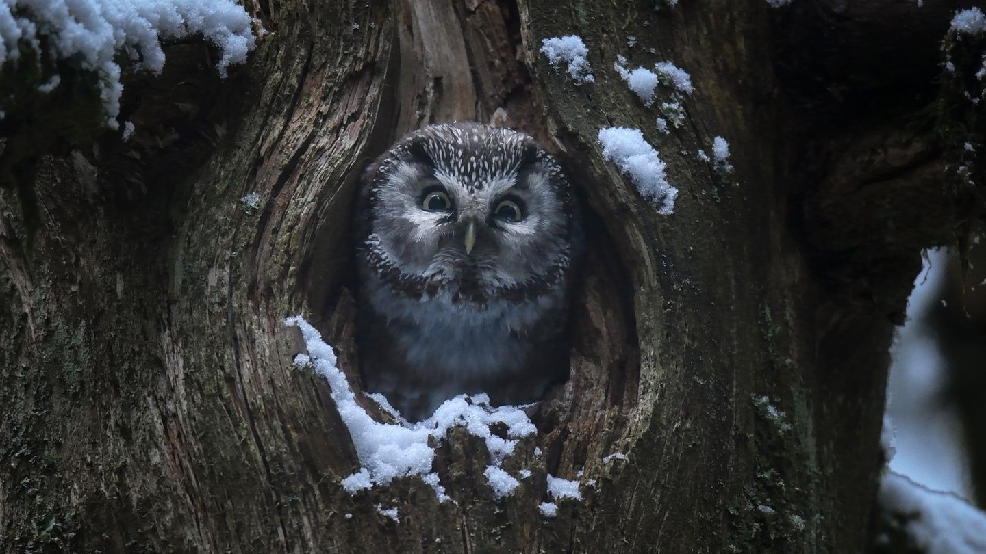 Wald Kauz guckt aus Baumhöhle