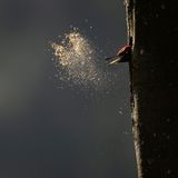 Wald Schwarzspecht in einer Baumhöhle