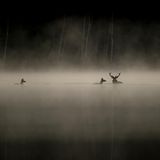 Wald drei Hirsche im Fluss