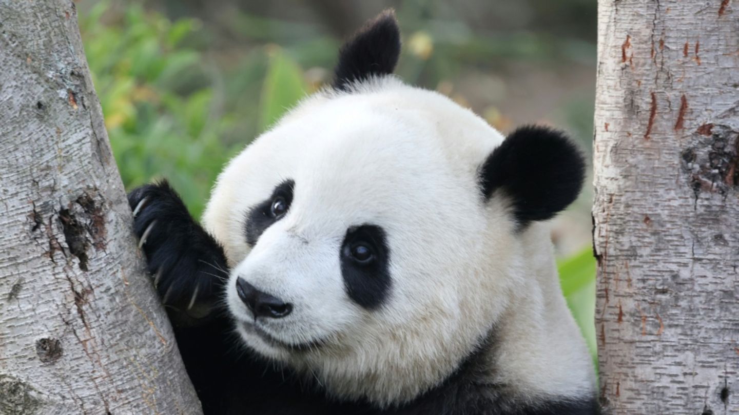 Panda in Chengdu