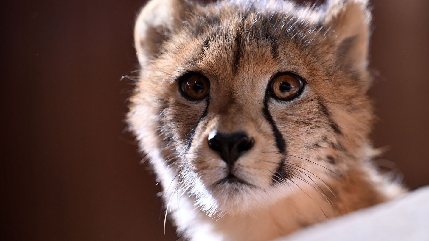 Im Zoopark Erfurt waren im Sommer 2025 vier Geparden geboren worden. Die neugierigen jungen Tiere sind auch dieses im Park zu se