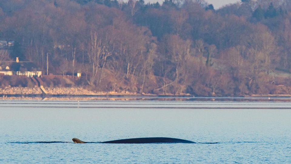Finnwal in Flensburger Förde gesichtet – Meeresriese "verzaubert" Anwohner