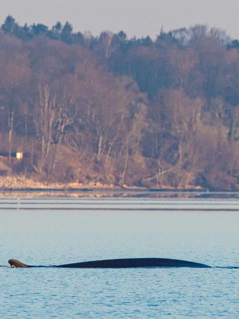 Finnwal in Flensburger Förde gesichtet – Meeresriese "verzaubert" Anwohner