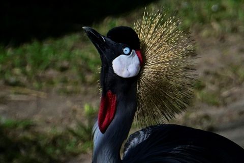 Kronenkranich in Zoo in Rio de Janeiro
