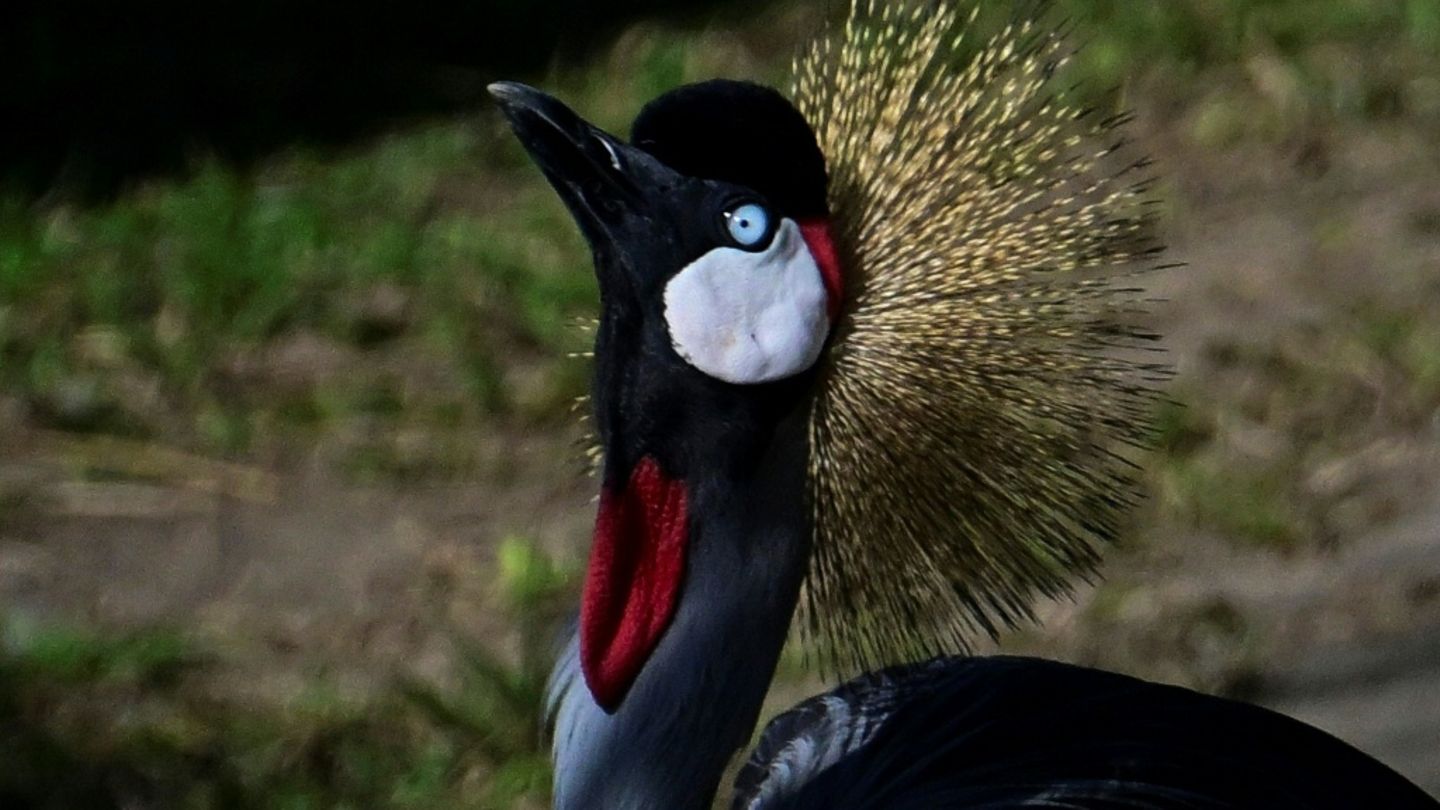 Kronenkranich in Zoo in Rio de Janeiro