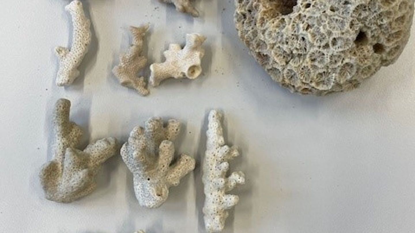 Eine große Steinkoralle und weitere Korallenteile haben Zollbeamte in einem Koffer am Flughafen Köln/Bonn entdeckt. Foto: Hauptz