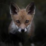 Wald junger Rotfuchs im Porträt