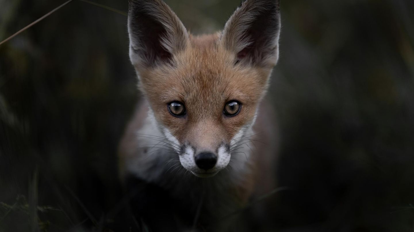 Wald junger Rotfuchs im Porträt