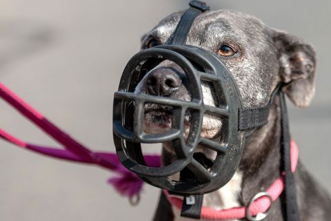 Der Umgang mit gefährlichen Hunden soll reformiert werden. (Symbolbild) Foto: Philipp Schulze/dpa