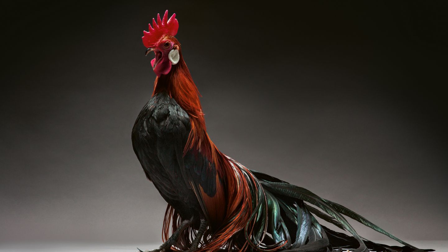 Fotografie: Die elegantesten Hühner der Welt