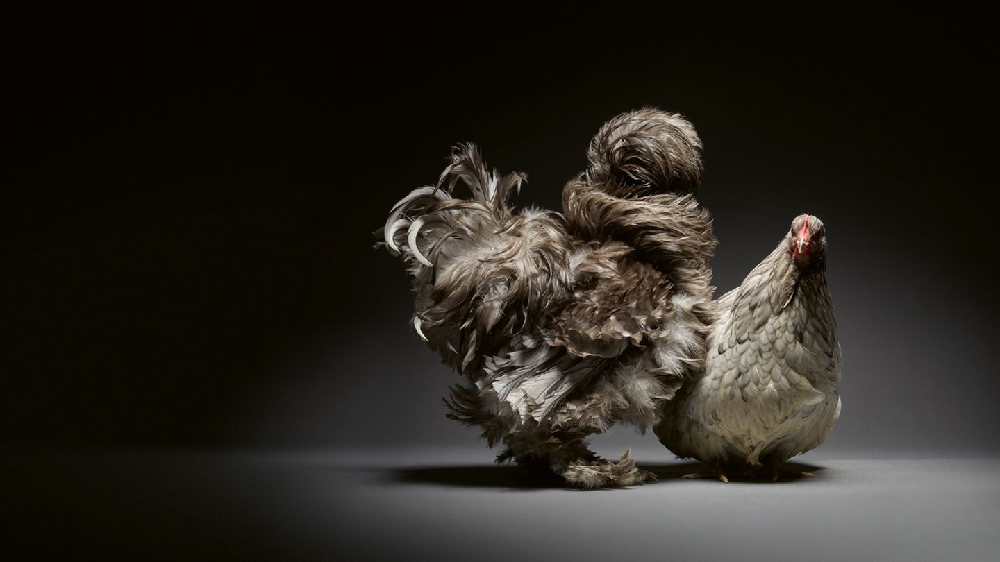 Die flauschigen Schwanzfedern dieses Huhnes sind voluminöser als sein Körper