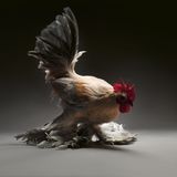 Huhn mit hellen Federn und rotem Kamm. Seine Füße sind mit Federn bedeckt.