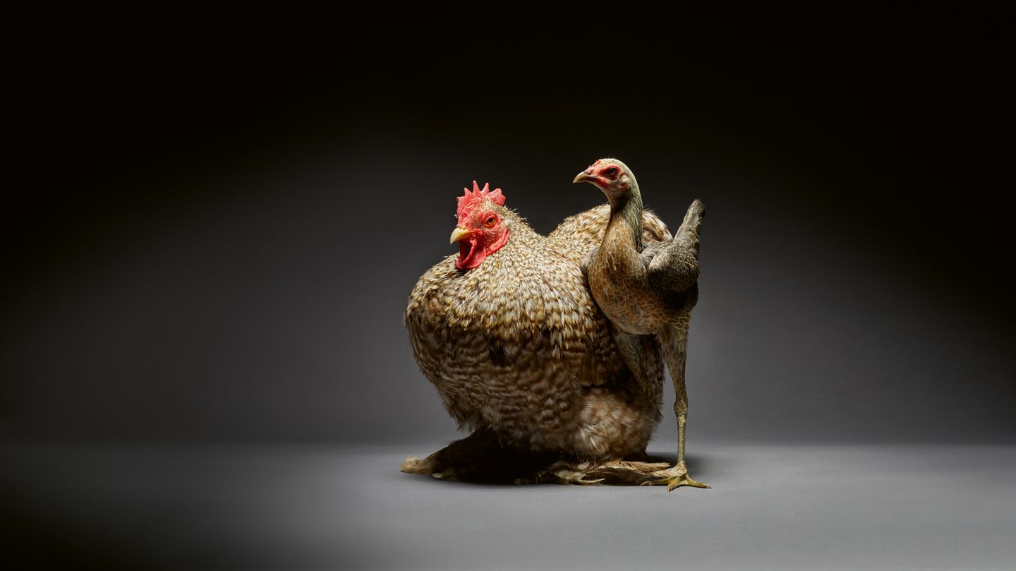 Ein dickes, braun geschecktes Huhn mit rotem Kamm. Daneben steht ein dünnes Huhn mit glatten Federn. Es hat nur ein Bein.