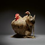 Ein dickes, braun geschecktes Huhn mit rotem Kamm. Daneben steht ein dünnes Huhn mit glatten Federn. Es hat nur ein Bein.