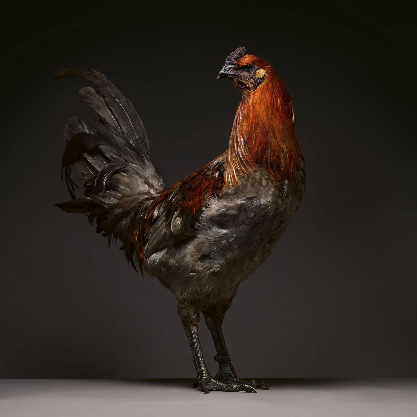 Die Federn des Huhns sind schwarz. Nur sein Kopfbereich ist braun gefärbt.