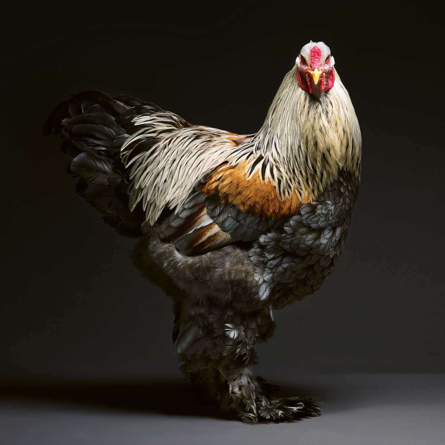 Ein Huhn mit schwarzem Bauch- und Schwanzgefieder. Rücken und Hals sind mit hellen Federn bedeckt.