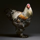 Ein Huhn mit schwarzem Bauch- und Schwanzgefieder. Rücken und Hals sind mit hellen Federn bedeckt.