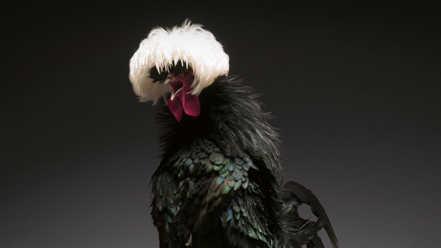 Ein schwarzes Huhn mit einem weißen Federbüschel auf dem Kopf, das ihm in die Augen hängt. Es reißt seinen Schnabel weit auf.