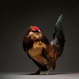 Braunes Huhn mit grün-blau gänzender Schwanzfeder. Die Haut oberhalb des Schnabels ist leuchtend rot.