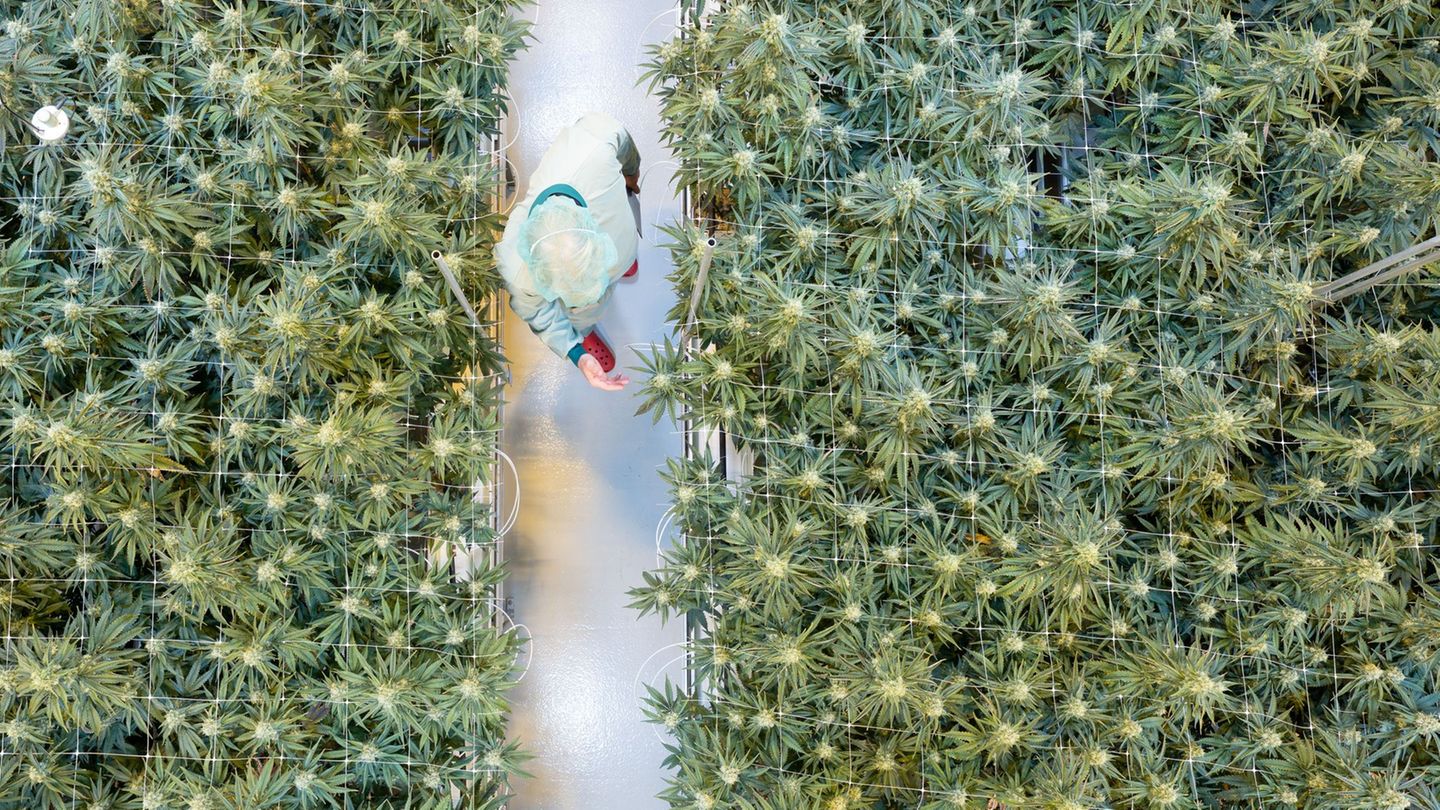 In insgesamt acht Anbauräumen wachsen bei Demecan derzeit rund 5.000 Cannabispflanzen. Foto: Sebastian Kahnert/dpa