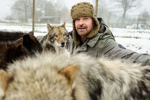 Filmwolf-Trainer Miguel de la Torre und seine Tiere haben im Film "Woodwalkers 2" mitgewirkt. Foto: Philipp Schulze/dpa