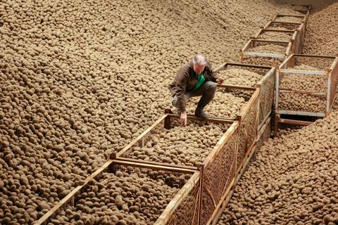Die ersten Kartoffeln sind bei den Tafeln angekommen. (Archivbild) Foto: Jan Woitas/dpa
