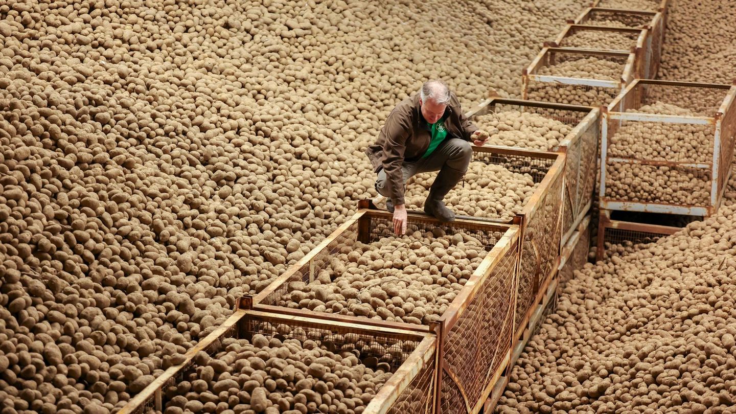 Die ersten Kartoffeln sind bei den Tafeln angekommen. (Archivbild) Foto: Jan Woitas/dpa