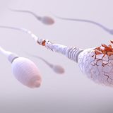 Eine Computergrafik eines Spermiums