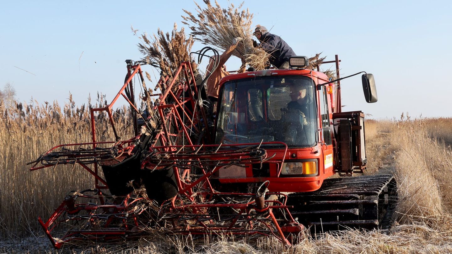 Mit einer umgebauten Pistenraupe samt Mähwerk holt sich Dachdecker Arne Brandenburg den begehrten Rohstoff für Reetdächer. Foto: