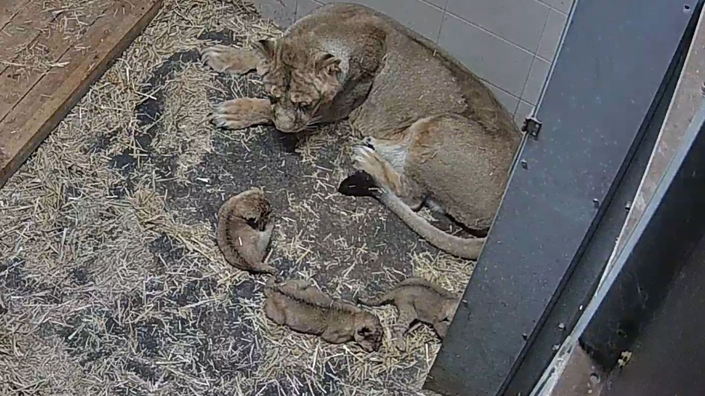 Die Asiatische Löwin Heidi hat im Zoo Schwerin drei Jungtiere zur Welt gebracht. Foto: -/Zoo Schwerin/dpa