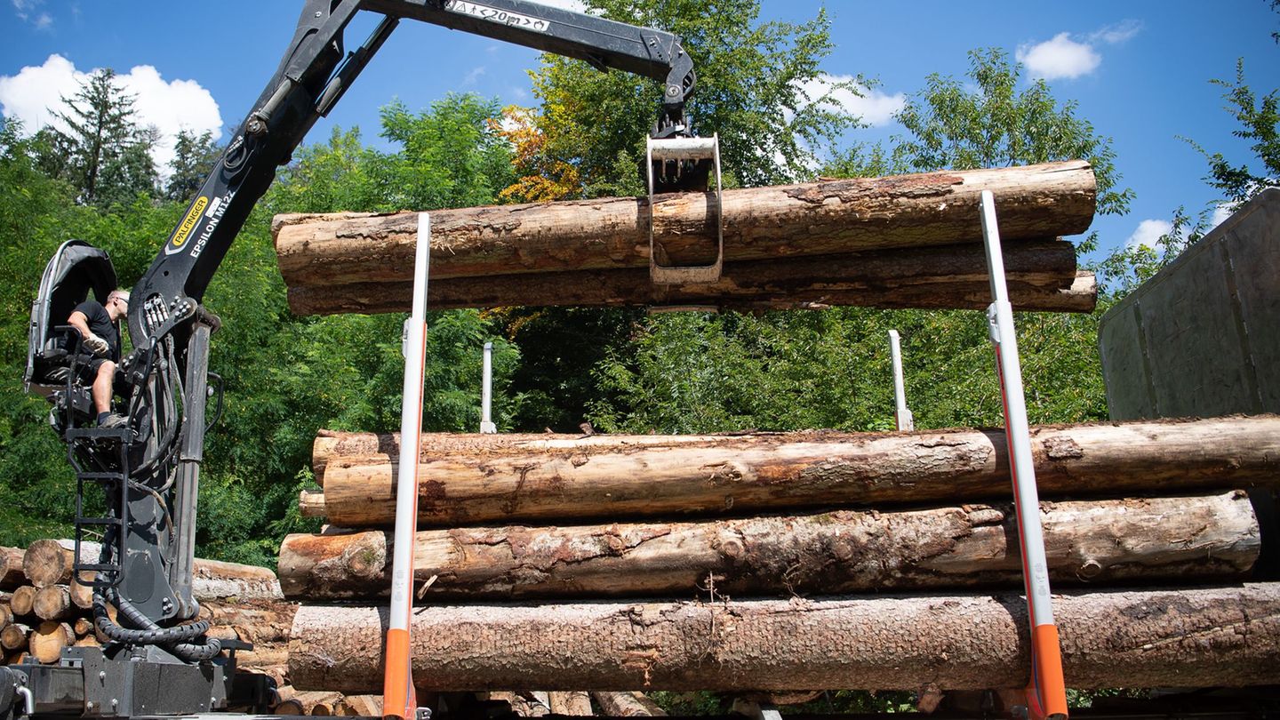 Kontrolleure stoppen viele überladene Holztransporte. (Symbolbild) Foto: Sebastian Gollnow/dpa