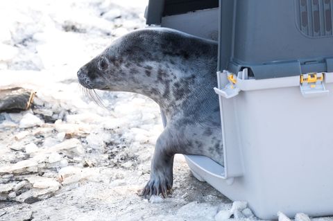 Die ersten Kegelrobbenheuler der Saison sind ausgewildert worden. Foto: Daniel Bockwoldt/dpa