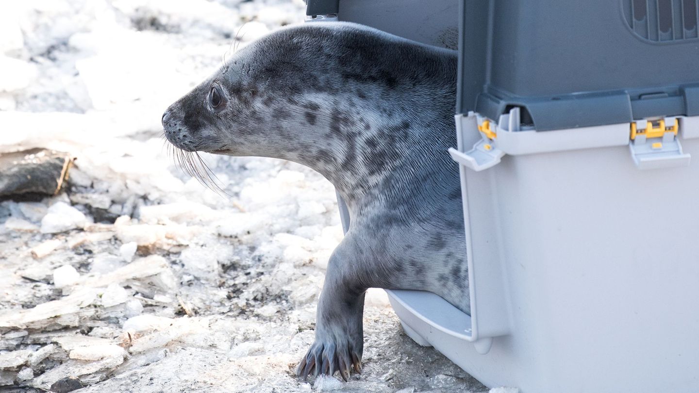 Die ersten Kegelrobbenheuler der Saison sind ausgewildert worden. Foto: Daniel Bockwoldt/dpa
