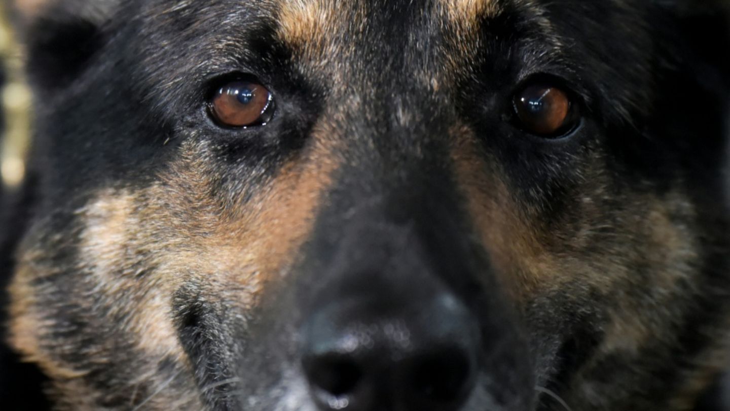 Ein Schäferhund - nicht Pixel.