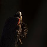 Der scheue und geheimnisvolle Auerhahn ist der größte Vogel unserer Wälder – und vom Aussterben bedroht