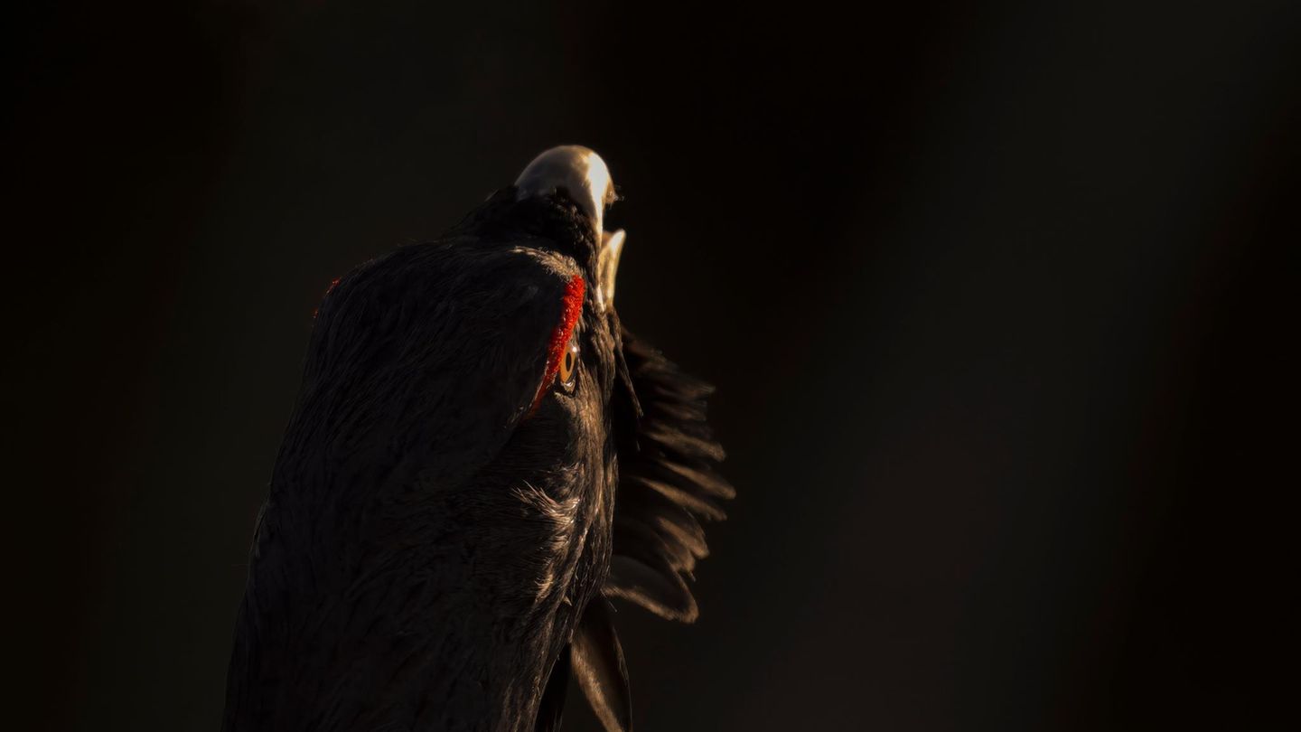 Der scheue und geheimnisvolle Auerhahn ist der größte Vogel unserer Wälder – und vom Aussterben bedroht